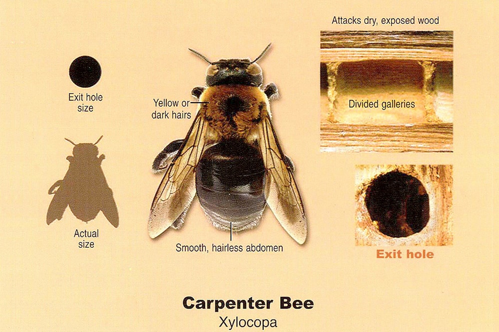 Guide to Carpenter Bee Prevention and Treatment