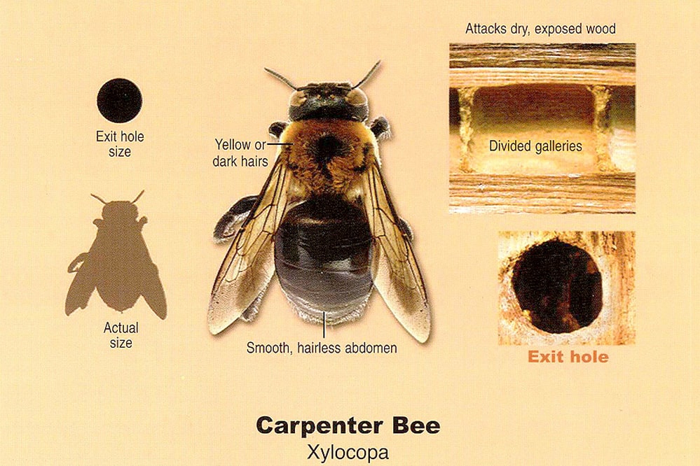 carpenter bee