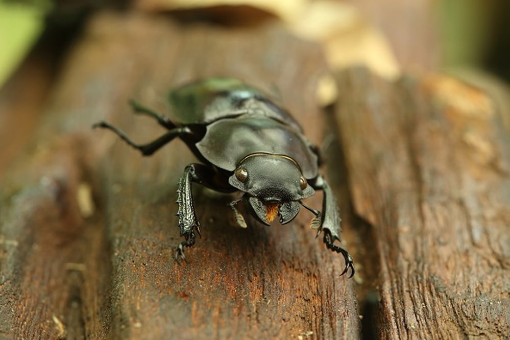 beetle, log home insects
