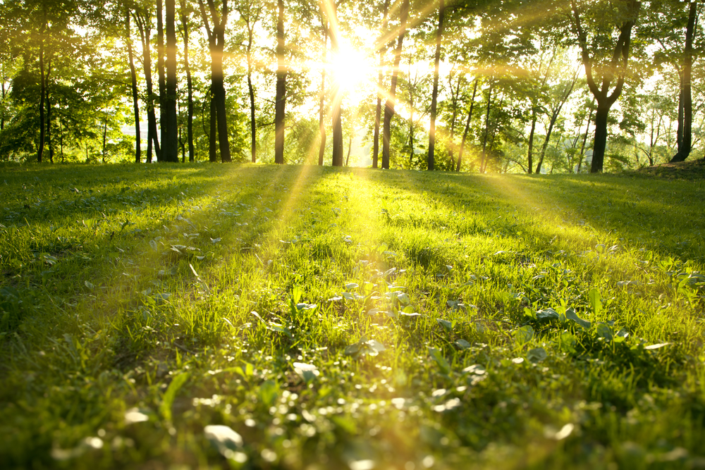 5 Spring Log Home Maintenance Task