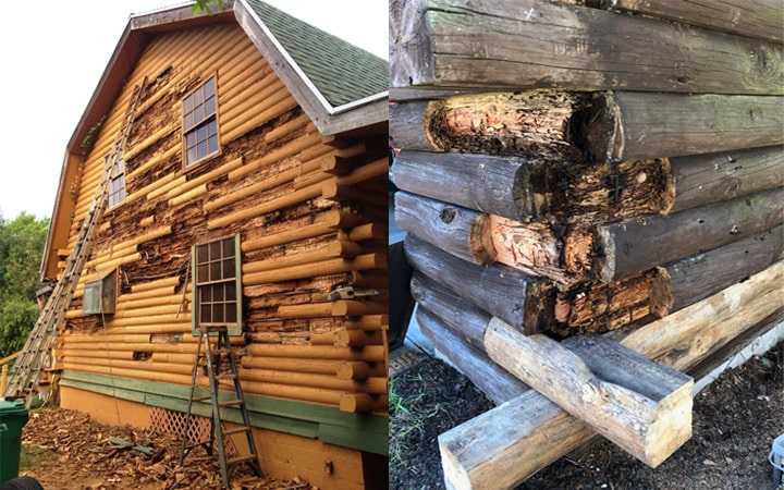 Solidifying rotting wood in a log cabin with Epoxy.